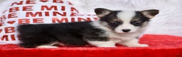 Welsh Corgi Pembroke dogs for sale: Welsh Corgi Pembroke Puppy 4 - Ad 1