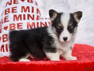 Welsh Corgi Pembroke dogs Welsh Corgi Pembroke Puppy 4 - Ad 2