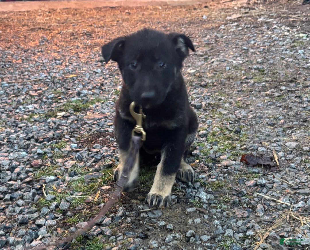 German Shepherd dogs for sale: Roxy - Ad 1