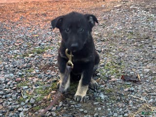 German Shepherd dogs Roxy - Ad 19