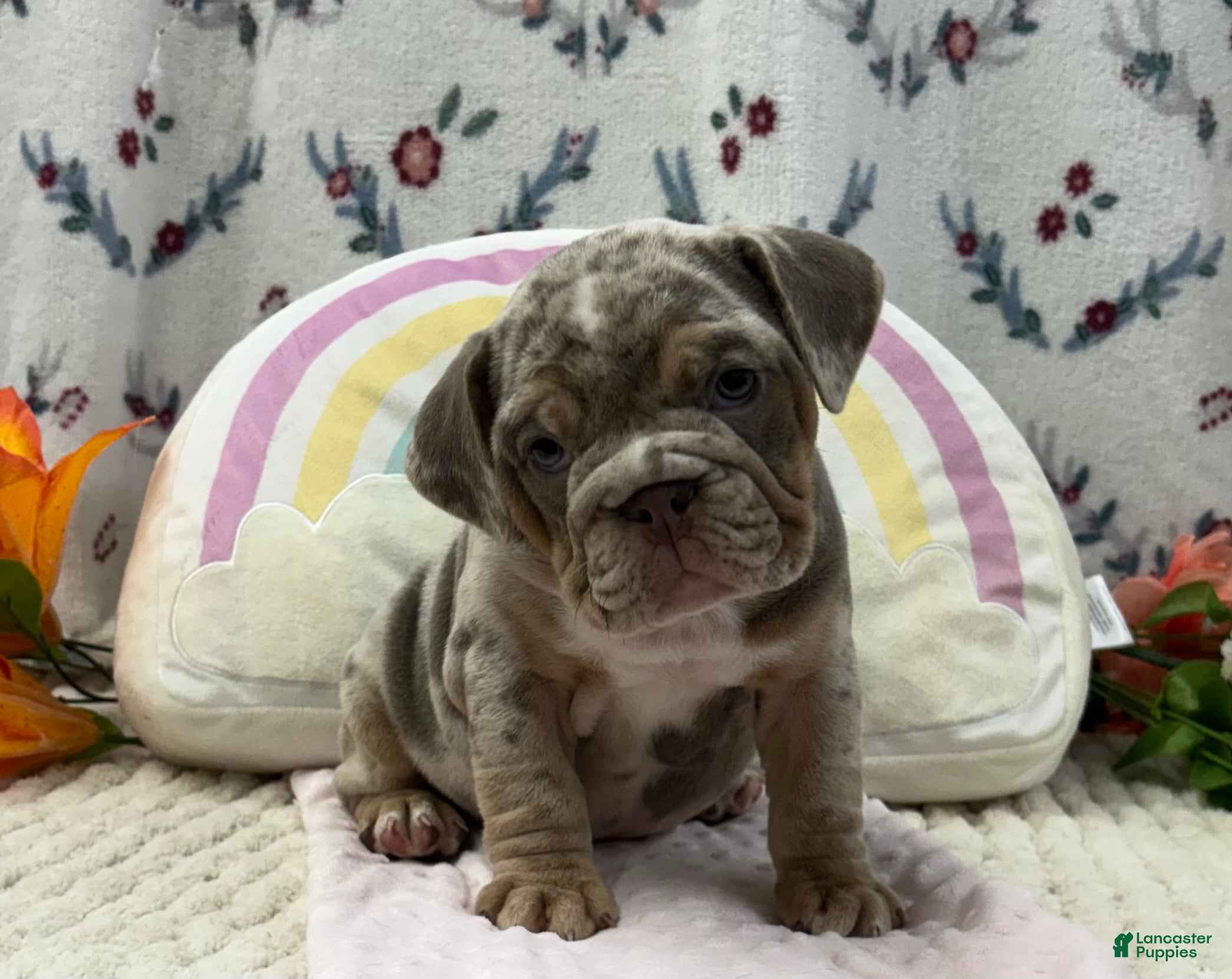 English Bulldog dogs Molly - Ad 2
