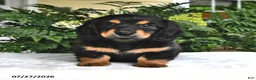 Miniature Dachshund dogs for sale: Ranger - Ad 3
