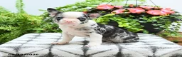 Boston Terrier dogs for sale: Alexia - Ad 1