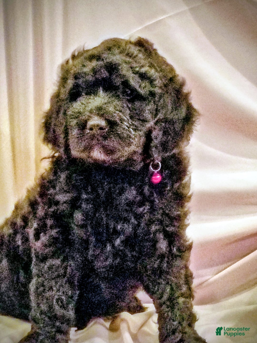 Mixed Breed dogs for sale: Mixed Breed Puppy 1 - Ad 1