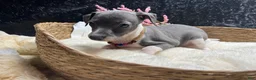 Italian Greyhound dogs for sale: Italian Greyhound 1 - Ad 5