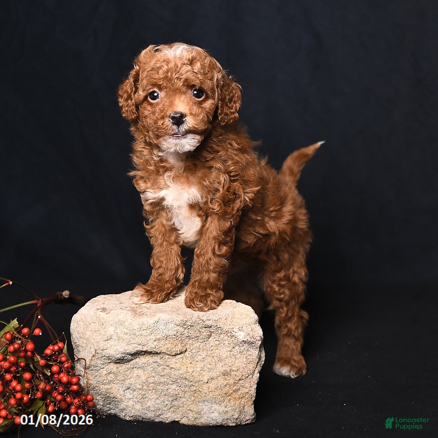 Toy Poodle dogs Mickey - Ad 13