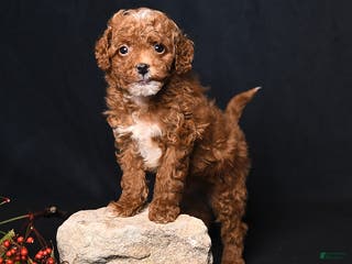 Toy Poodle dogs Mickey - Ad 16