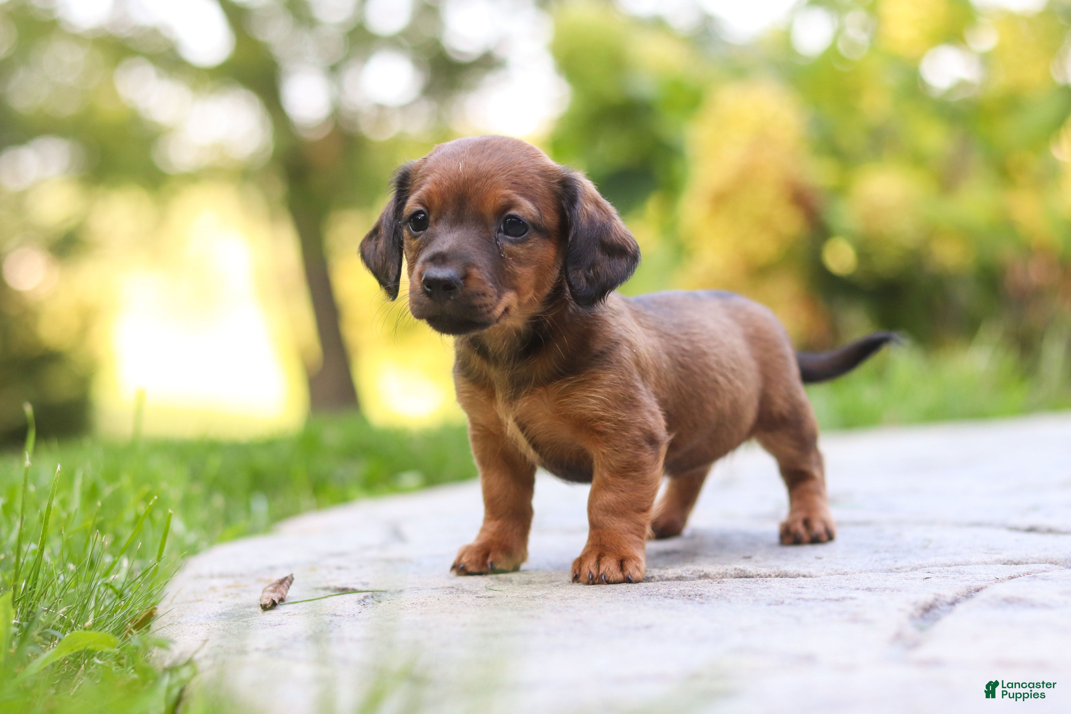 Mixed Breed dogs Marley - Ad 1