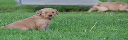Golden Retriever dogs for sale: Summer - Ad 4