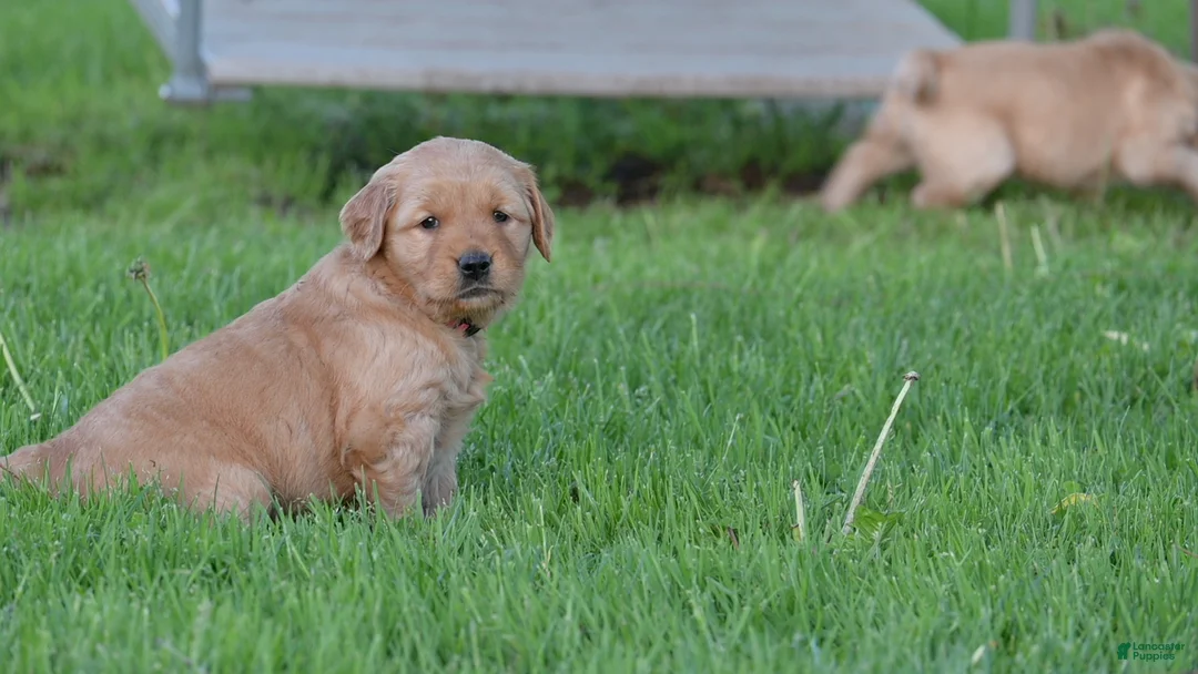 Golden Retriever dogs for sale: Summer - Ad 4