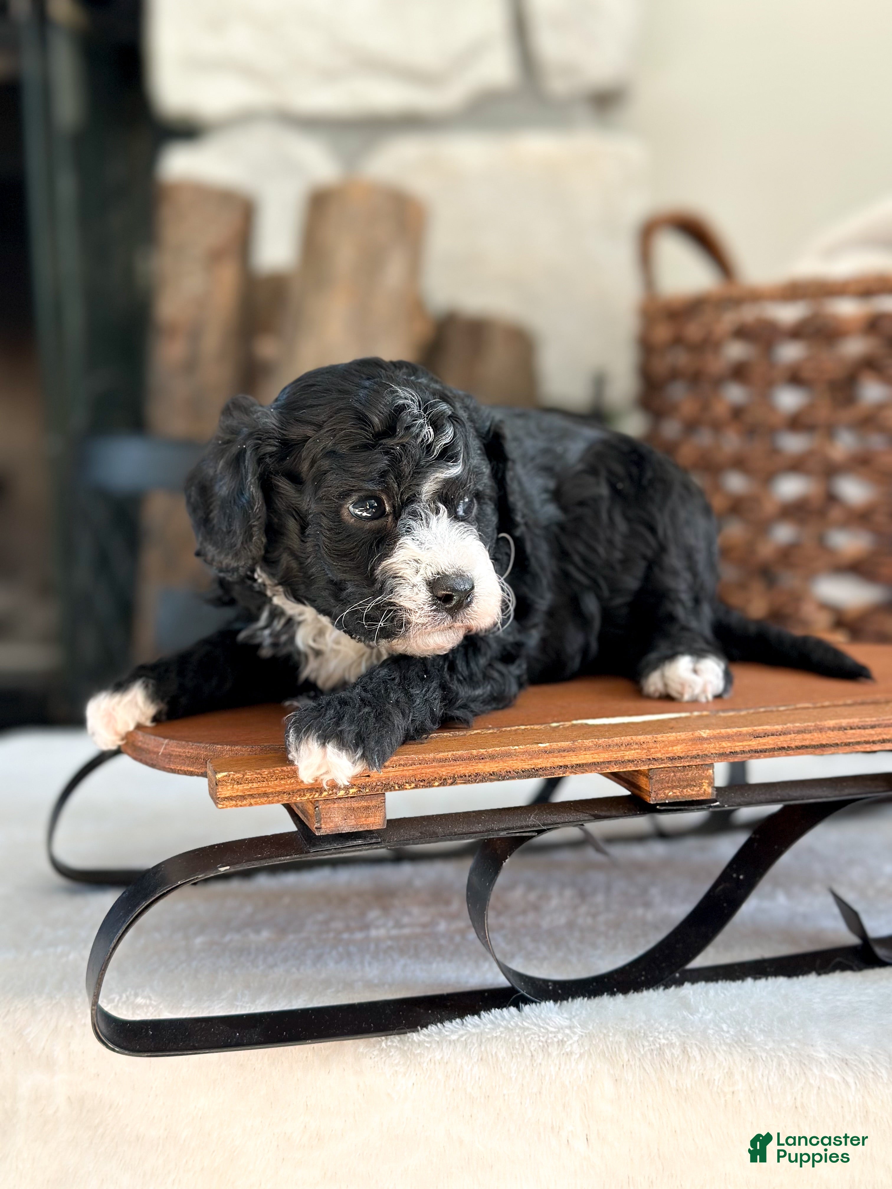 Cavachon dogs Bullseye - Ad 21