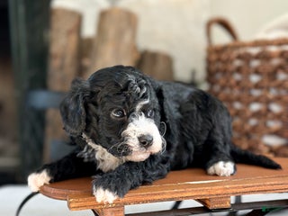 Cavachon dogs Bullseye - Ad 21