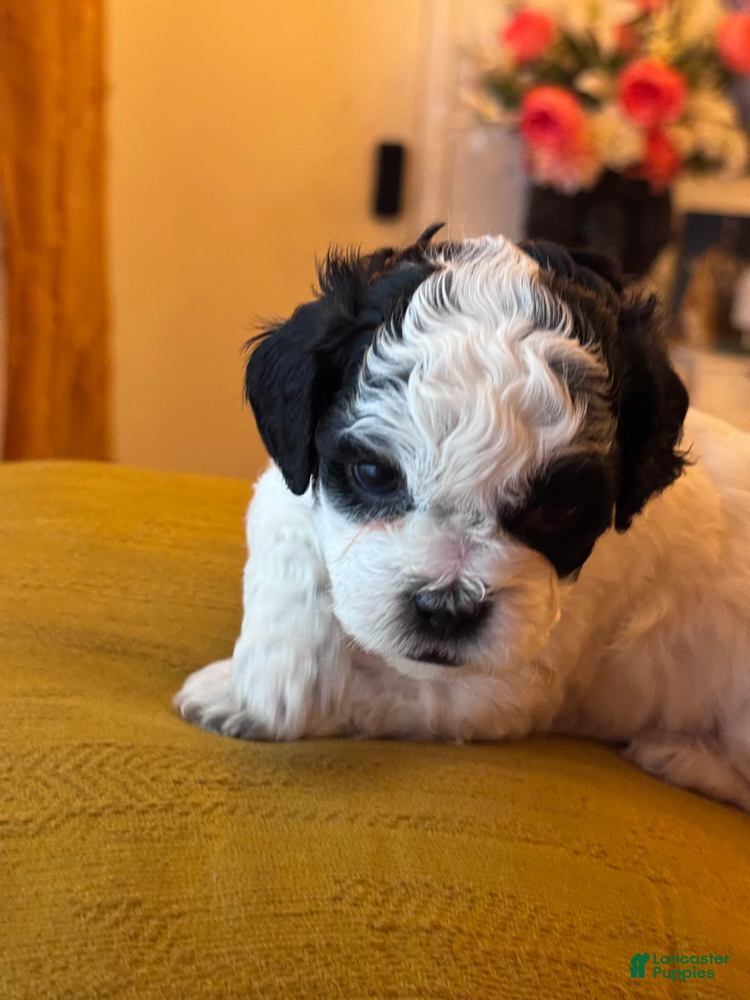 Shihpoo dogs for sale: Truffle - Ad 2