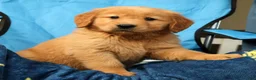 Golden Retriever dogs for sale: Quinn - Ad 7