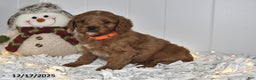 Cavapoo dogs for sale: Cody - Ad 2