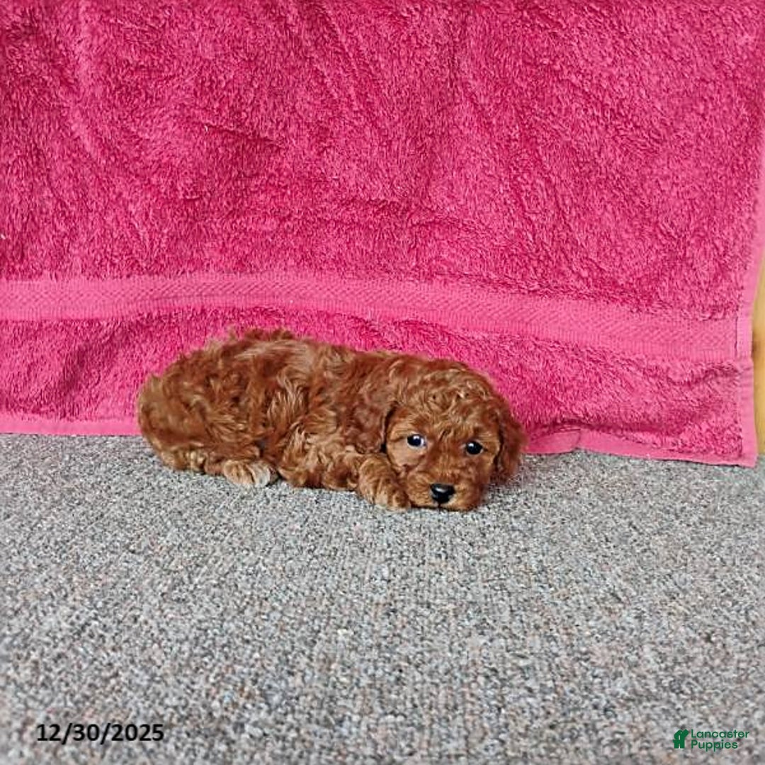 Toy Poodle dogs for sale: Cupcake - Ad 4