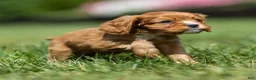Cavalier King Charles Spaniel dogs for sale: Jasper Cavalier King Charles Spaniel  - Ad 11