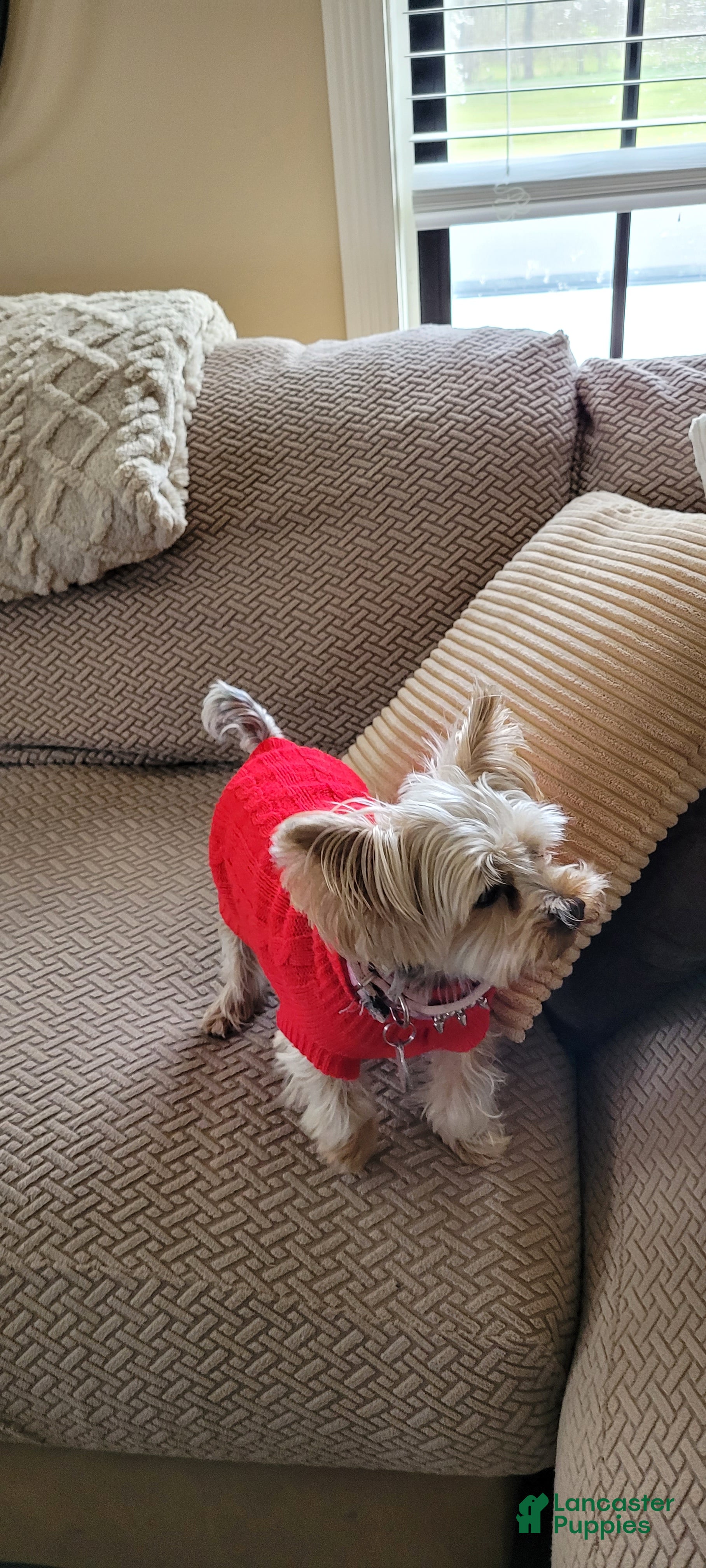 Yorkshire Terrier dogs Yorkshire Terrier 1 - Ad 2