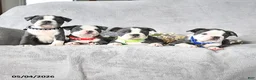 Boston Terrier dogs for sale: Keaton - Ad 5
