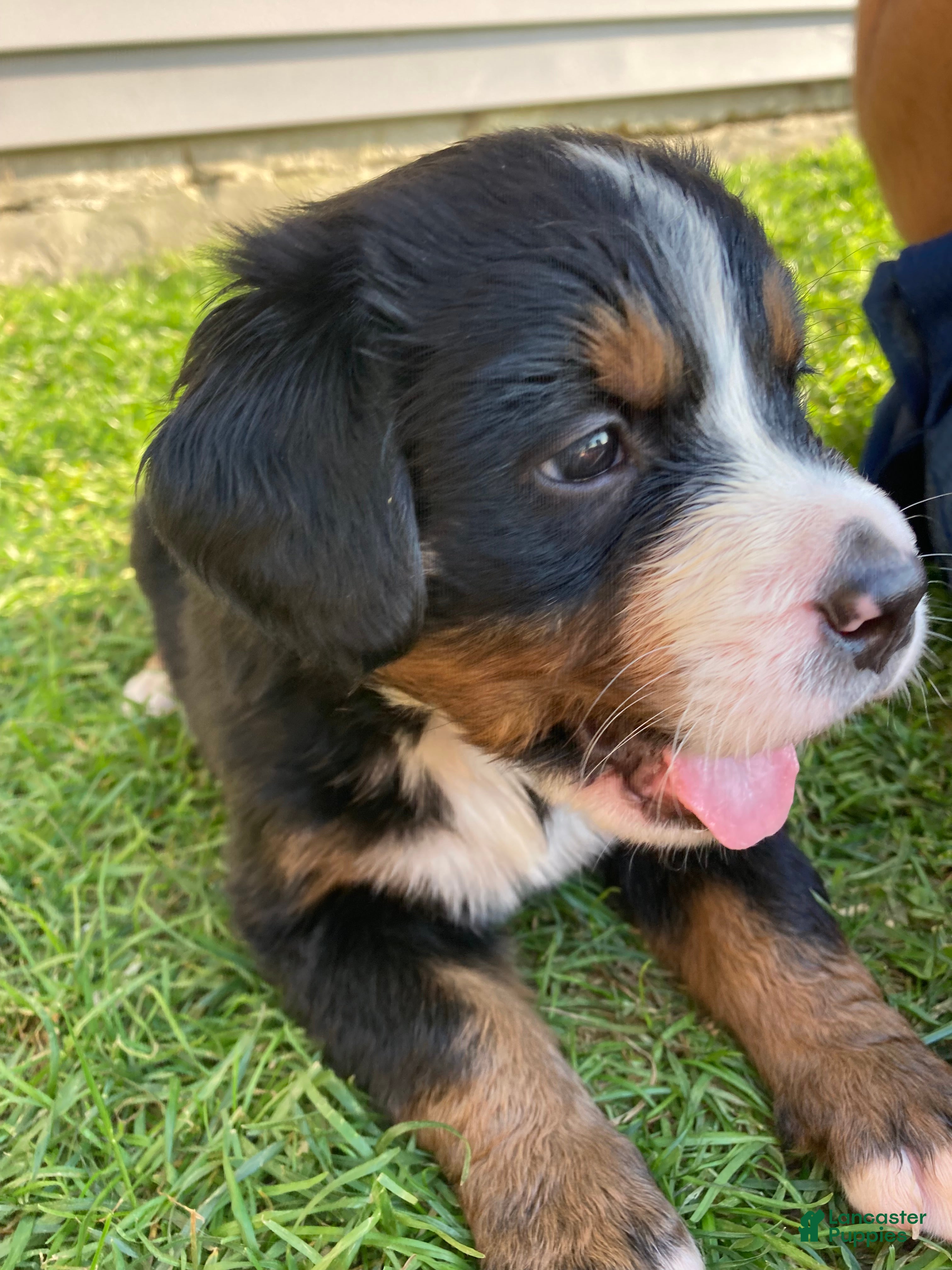 Bernese Mountain Dog dogs Sicily - Ad 1