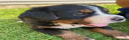 Bernese Mountain Dog dogs for sale: Sicily - Ad 4