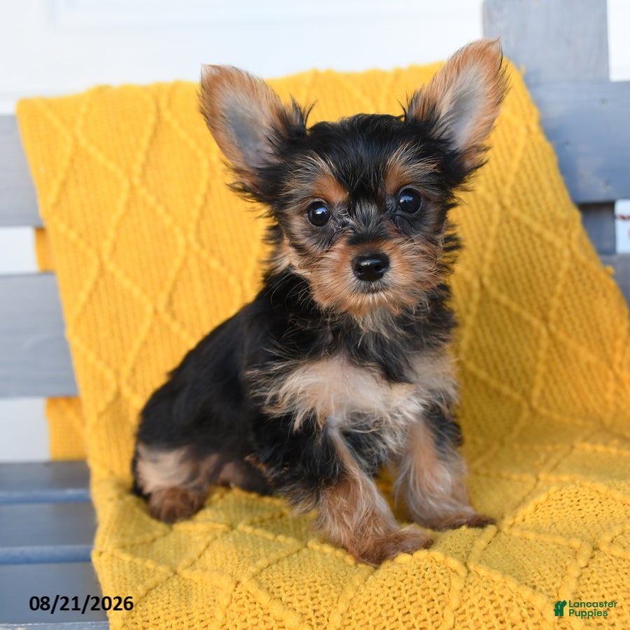 Yorkshire Terrier dogs Lucas - Ad 1