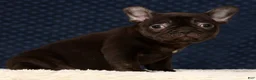 French Bulldog dogs for sale: Becca - Ad 8