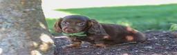 Miniature Dachshund dogs for sale: Lyn - Ad 6