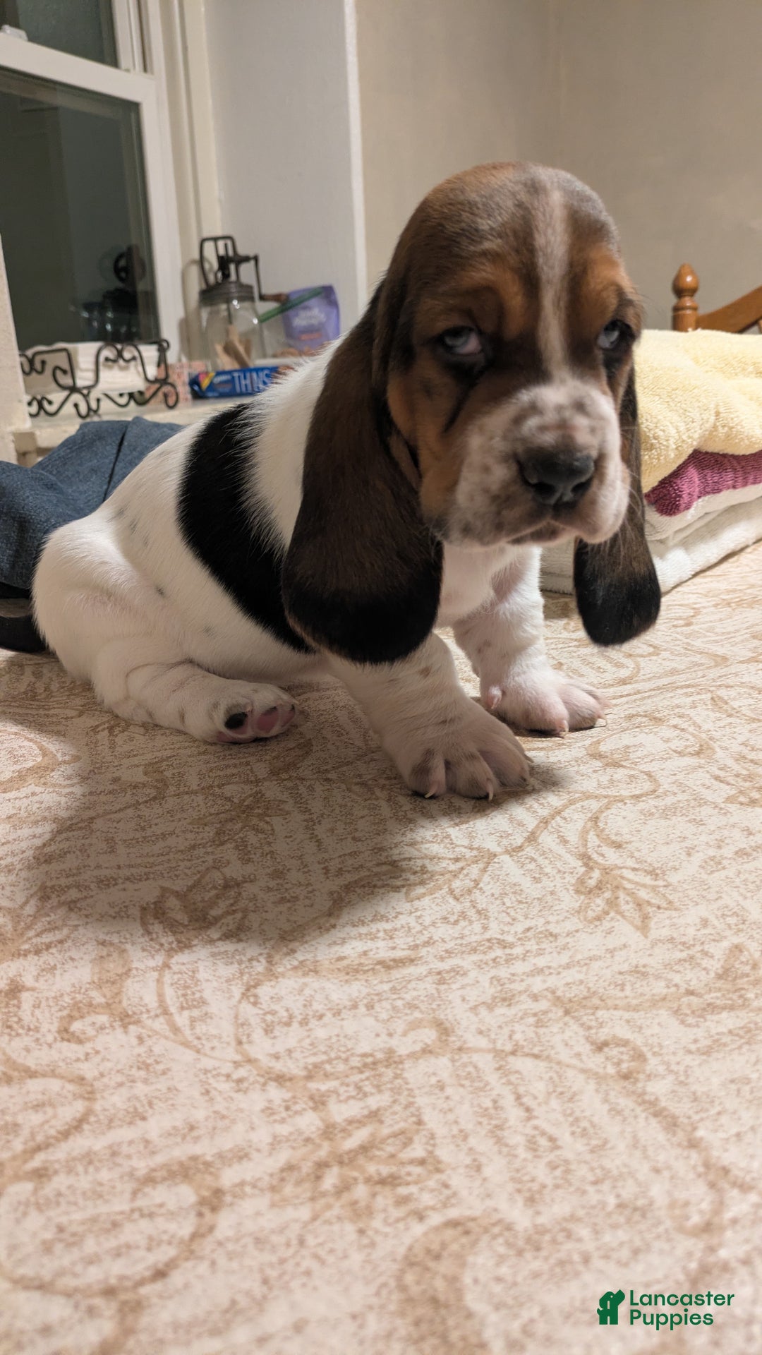 Basset Hound dogs for sale: Ty - Ad 2