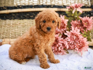 Miniature Labradoodle dogs - Ad 14