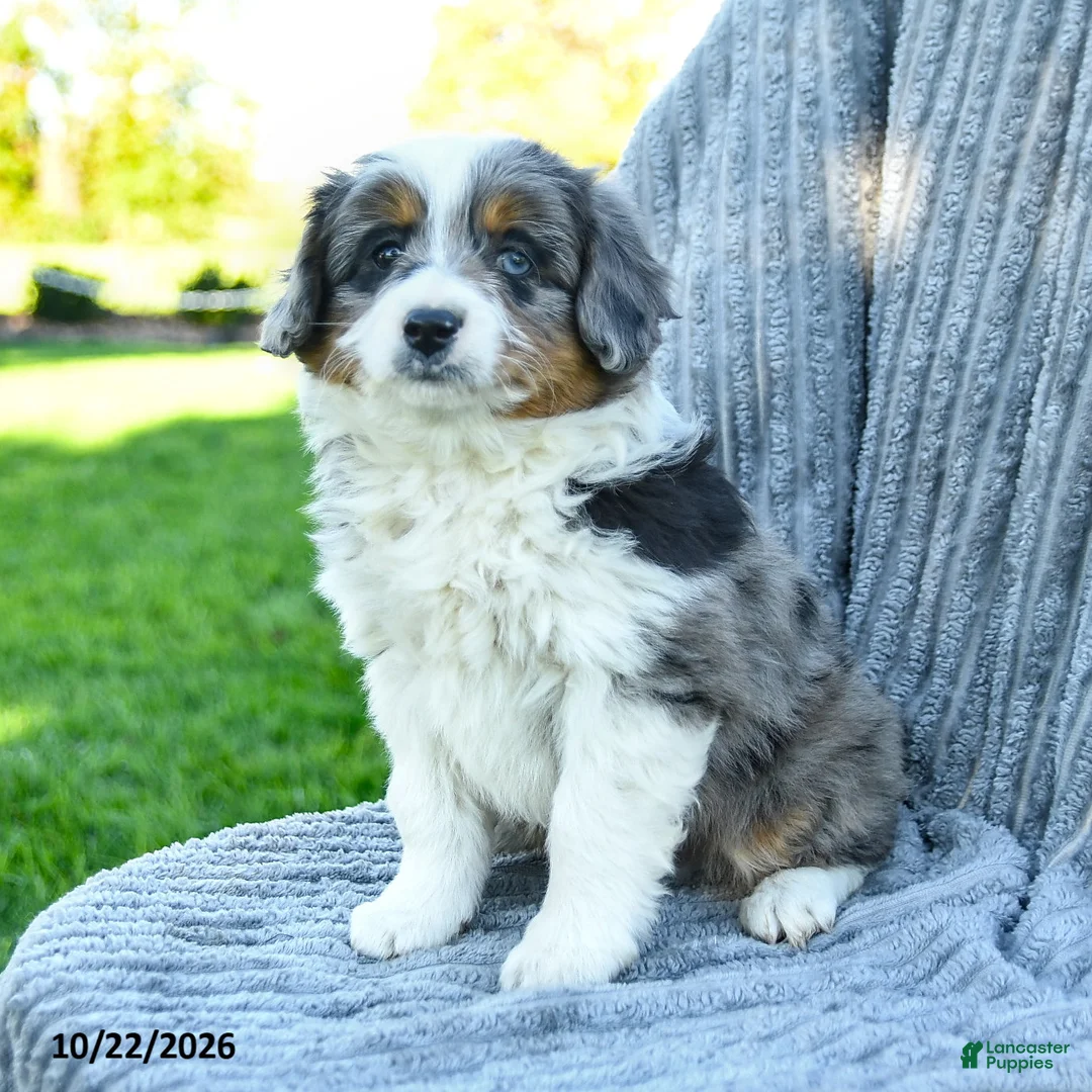 Miniature Australian Shepherd dogs for sale: Maverick - Ad 3