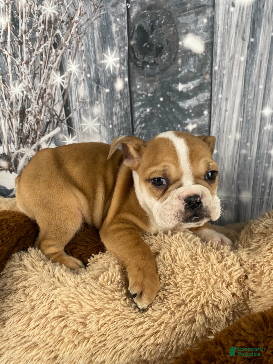 English Bulldog dogs for sale: Cody - Ad 4