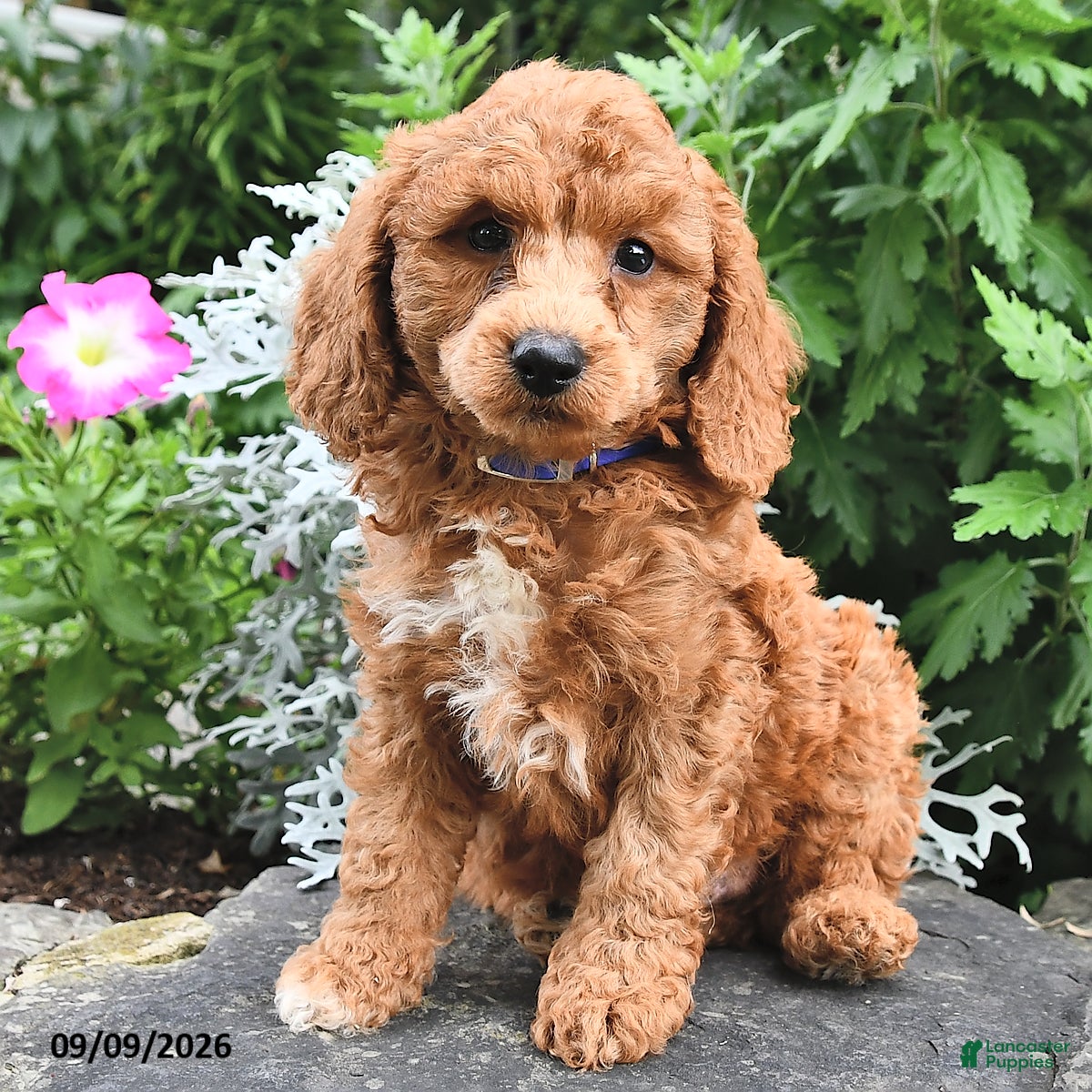 Miniature Poodle dogs Phil  - Ad 2