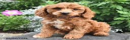 Miniature Poodle dogs for sale: Phil  - Ad 2