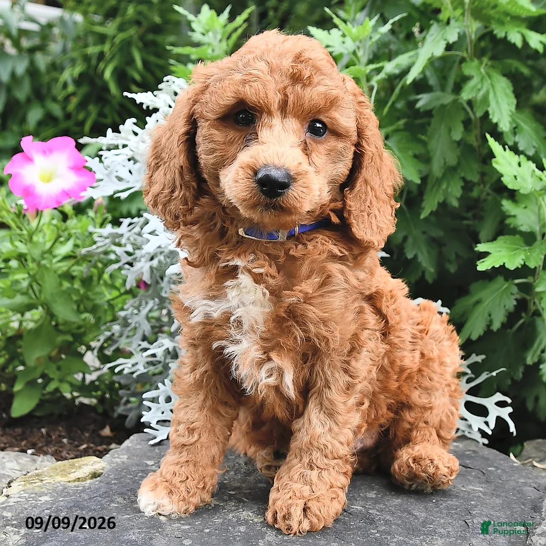 Miniature Poodle dogs for sale: Phil  - Ad 2