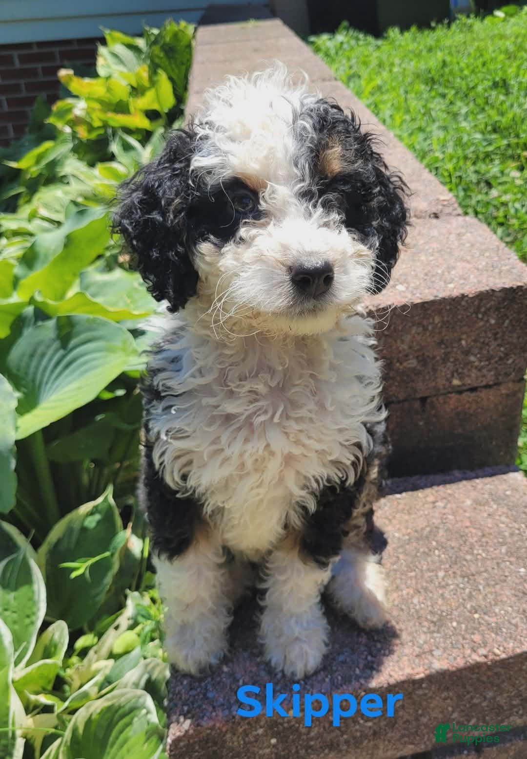 Mini Bernedoodle dogs Skipper - Ad 2