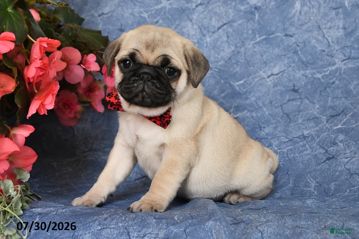 Pug dogs Brady - Ad 1