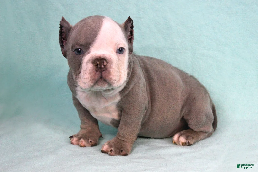 American Bully dogs for sale: Lilac/White Male - Ad 1