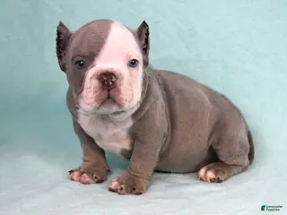 American Bully dogs Lilac/White Male - Ad 16