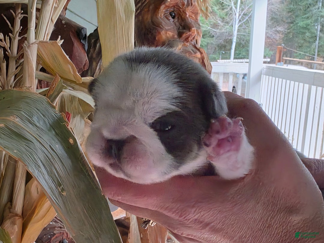 French Bulldog dogs for sale: Sven- a Blue Big Rope Frenchie - Ad 2