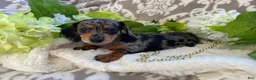 Miniature Dachshund dogs for sale: Elsie - Ad 11
