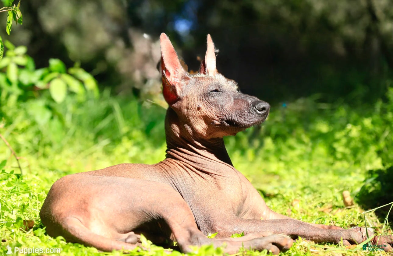Xoloitzcuintle dogs Xoloitzcuintle Puppy 1 - Ad 2