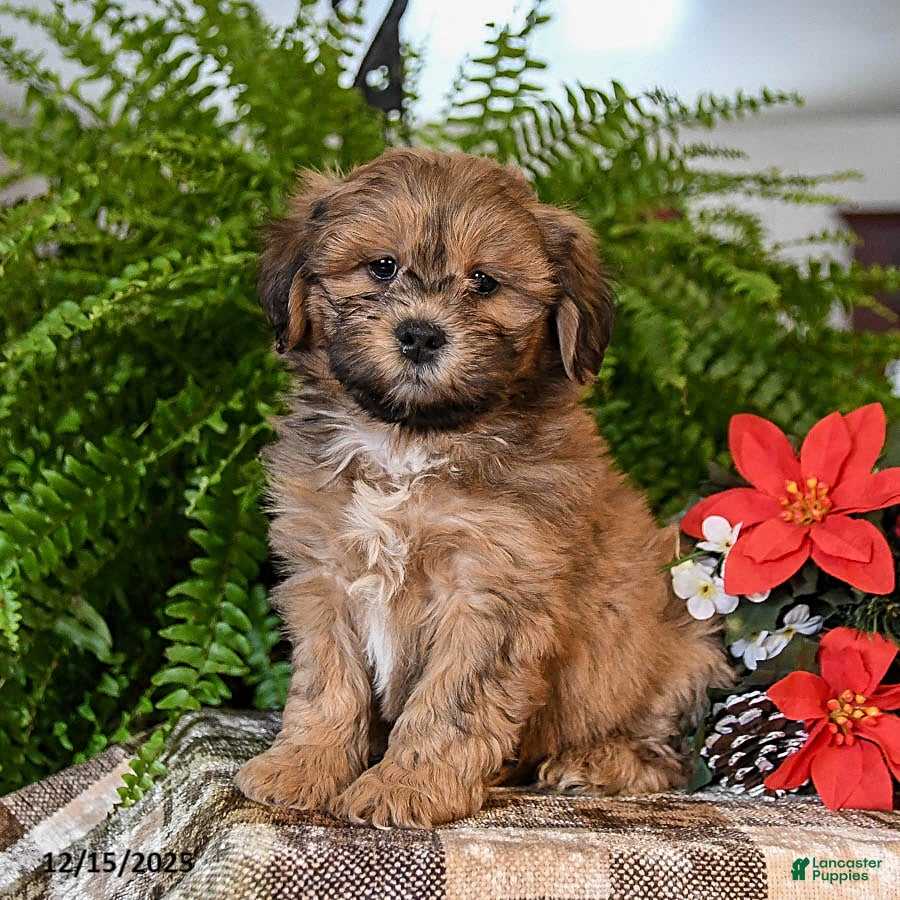 Shihpoo dogs Coco  - Ad 32