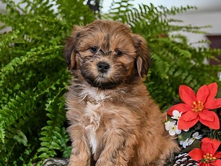 Shihpoo dogs Coco - Ad 4