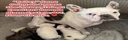French Bulldog dogs for sale: Snooki French Bulldog Puppy 2 - Ad 3