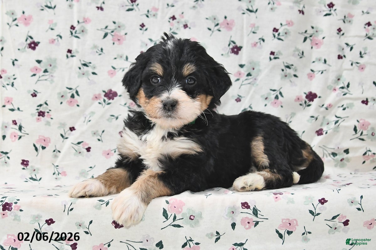 Bernedoodle dogs Amber - Ad 26