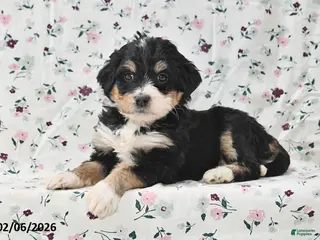 Bernedoodle dogs Amber - Ad 34