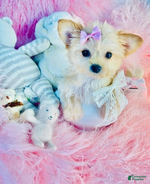 Morkie dogs Morkie 1 - Ad 1