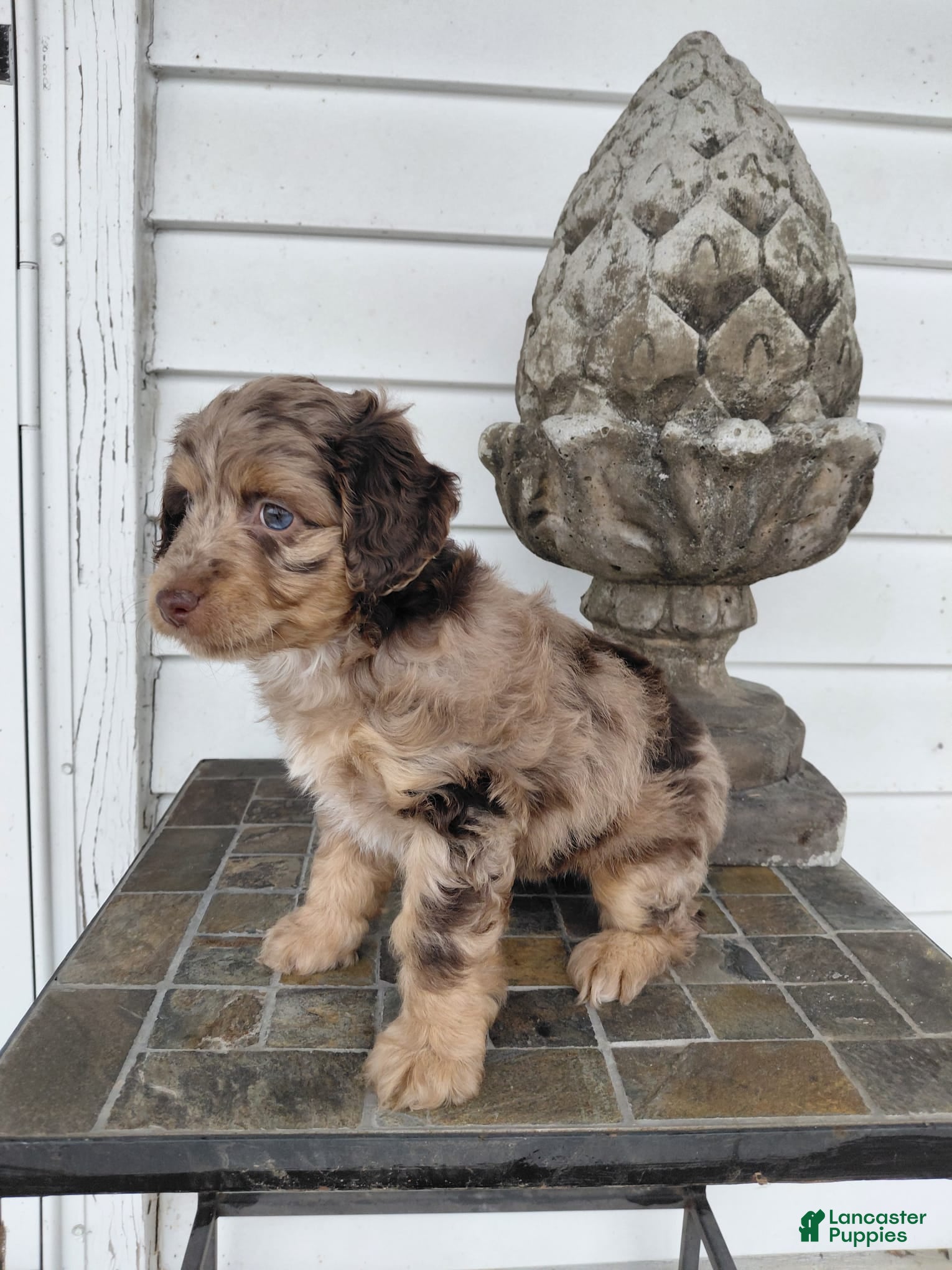 Mini Aussiedoodle dogs Marble  - Ad 2