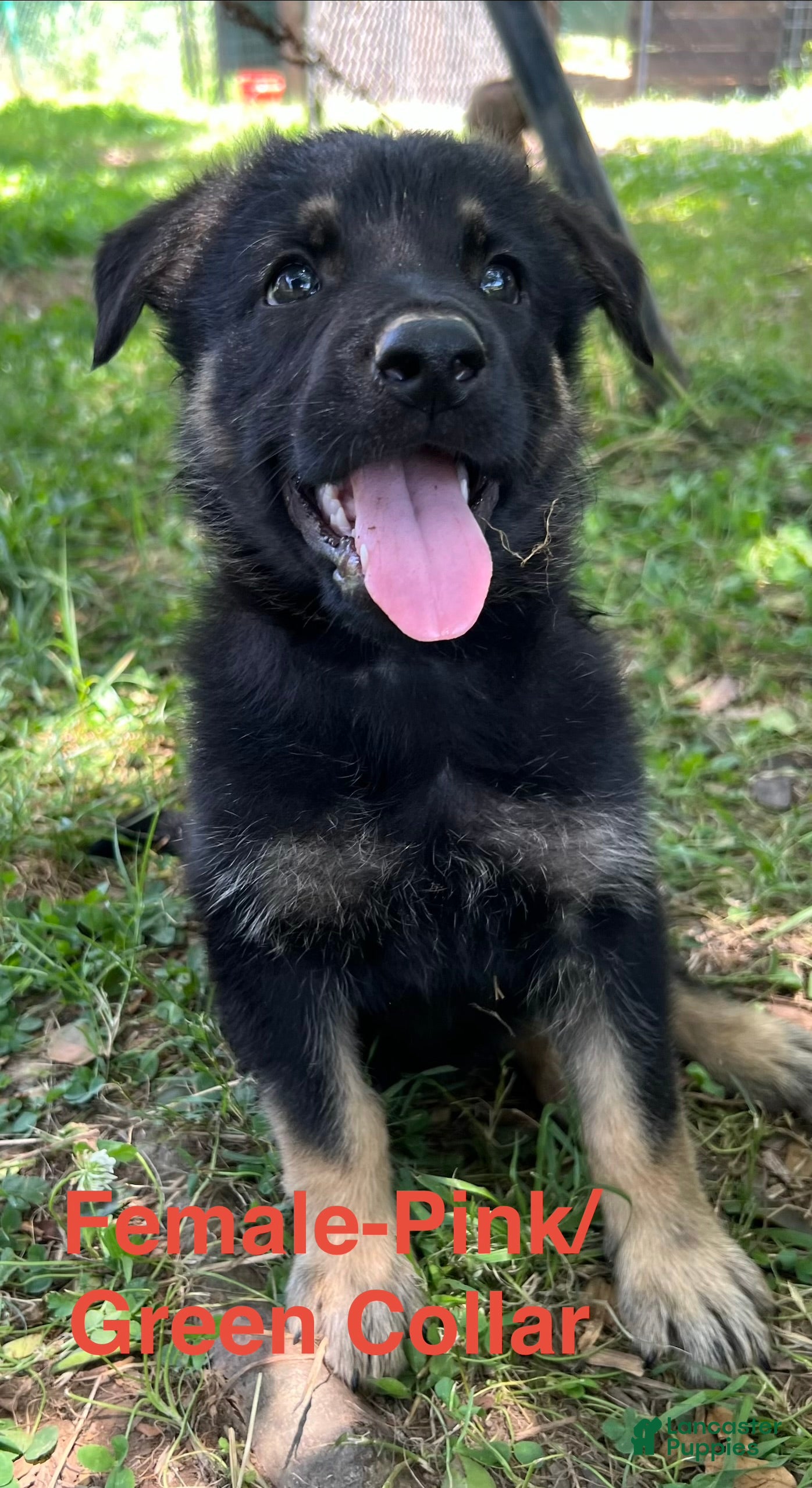 German Shepherd dogs German Shepherd Puppy 11 - Ad 12